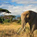 Lo Mejor de Kenia y Tanzania