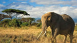Safari en Kenia y Turquía - Imagen 4