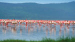 Safari Morani - Imagen 2