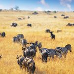 Safari Express en Kenia