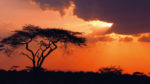 I Safari Kipekee