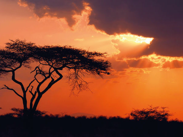 Safari kasuku