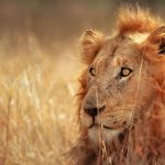 Sudáfrica con Ruta Jardín