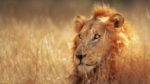 Sudáfrica con Dubái - Imagen 4