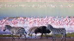 Descubriendo Kenia + Tanzania - Imagen 4