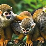 Playa, Selva y Cataratas