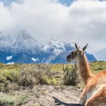 DISFRUTE DE LA PATAGONIA CHILENA