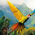 Costa Rica - Especial - Navidad y Fin de Año