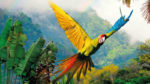 Costa Rica Pura Vida con Punta Arenas - Imagen 4