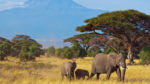 Kenia y Tanzania Clásica - Imagen 2