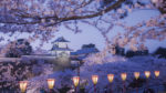 Cerezos Japoneses en Silver Muse - Imagen 4