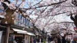 Cerezos Japoneses en Silver Muse - Imagen 3