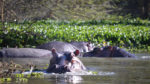 Safari en Kenia y Turquía - Imagen 7