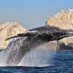 La Paz y Los Cabos (Salidas desde CDMX)