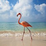 Mérida y Holbox (Salida desde CDMX)