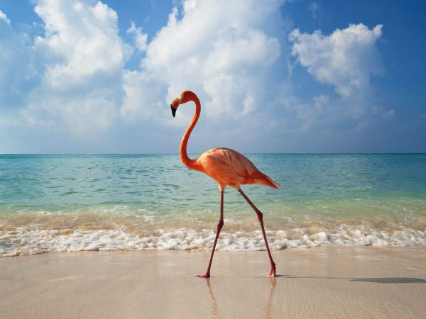 Mérida y Holbox (Salida desde CDMX)