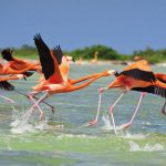 Magia del Sureste en Tren Maya