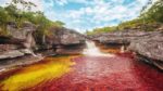 Caño Cristales - Imagen 3