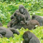 La Perla De Uganda + Gorilas